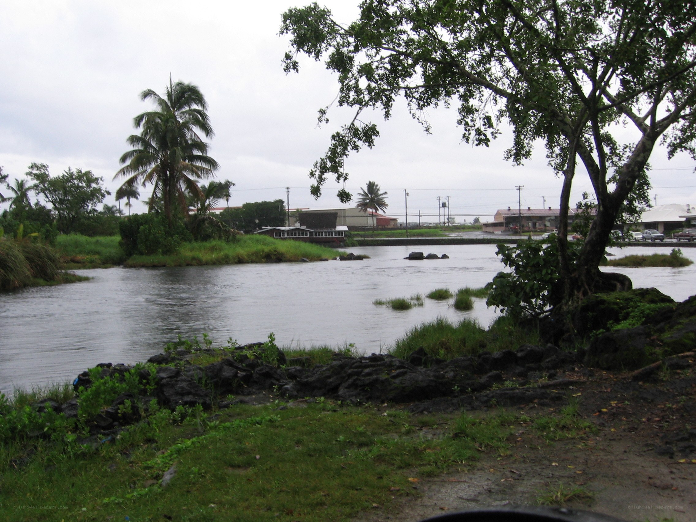 River scene with palm trees