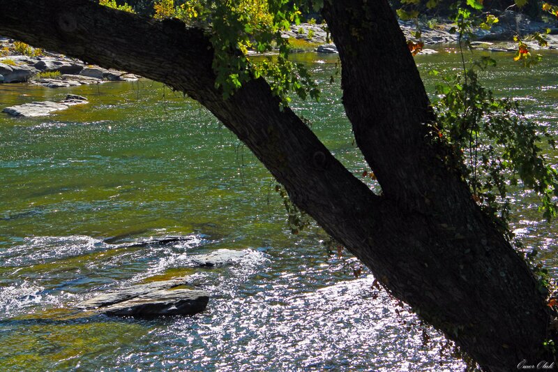 River scene with tree branch