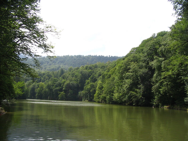 river surrounded by forest