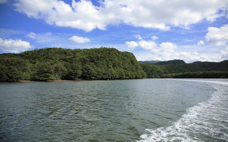 River Surrounded by Forest — Green