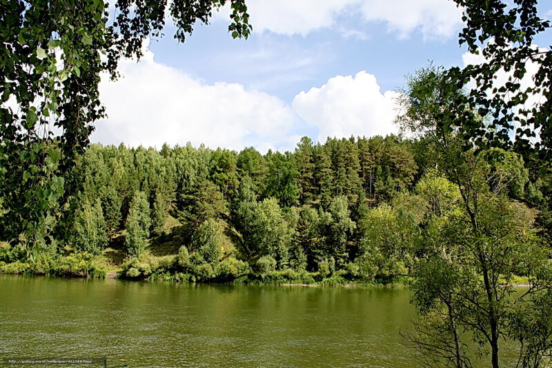 River surrounded by forest