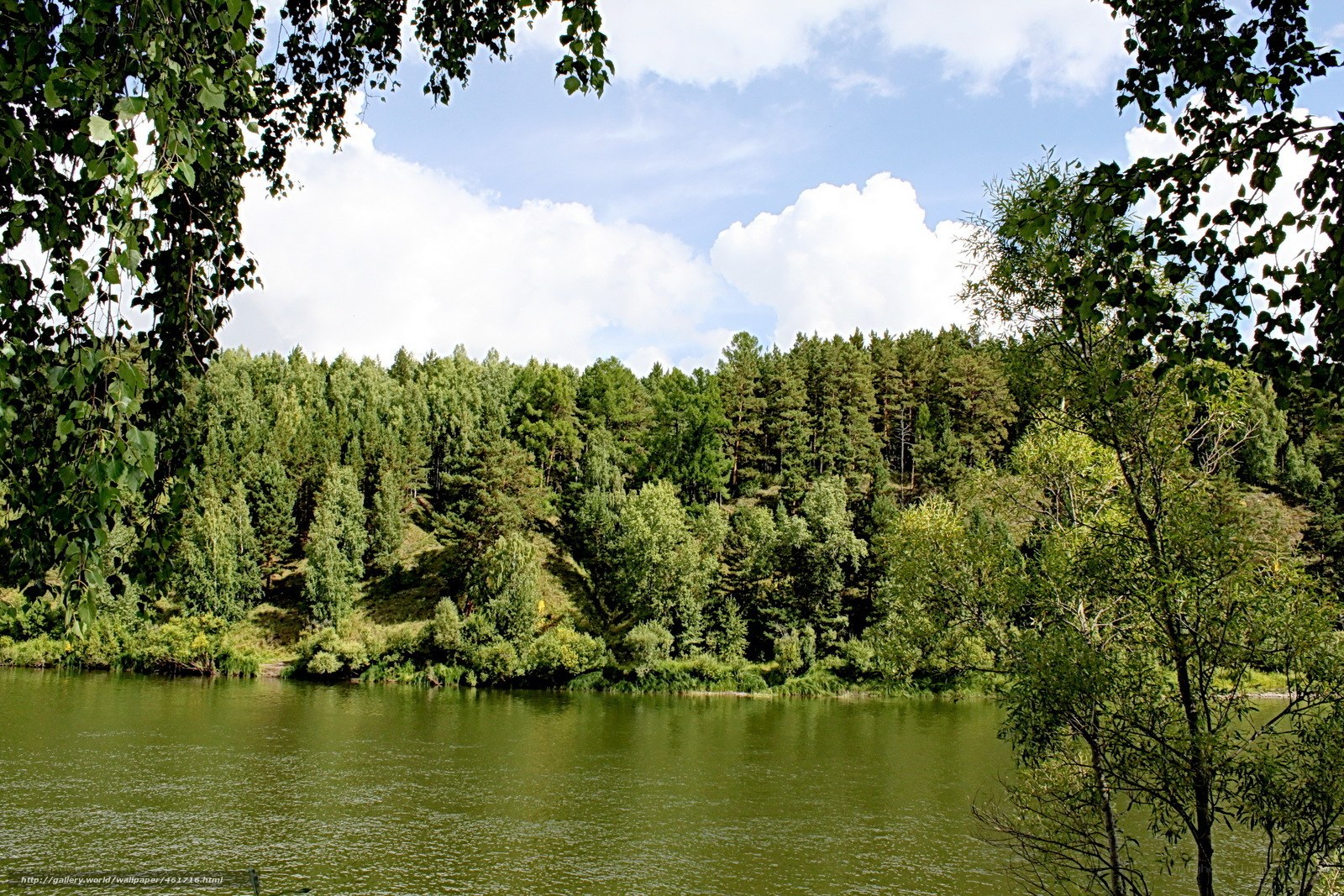River surrounded by forest