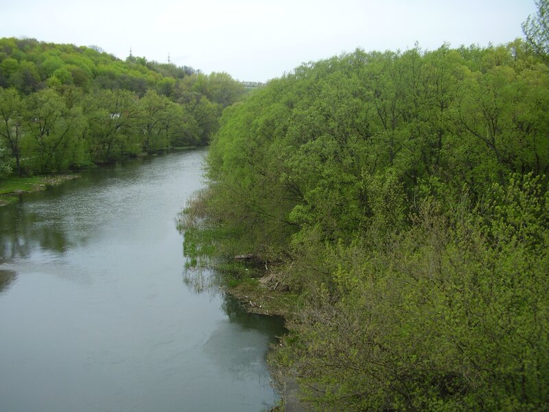 river surrounded by green trees