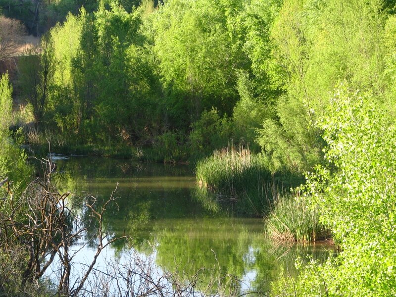 River surrounded by green trees