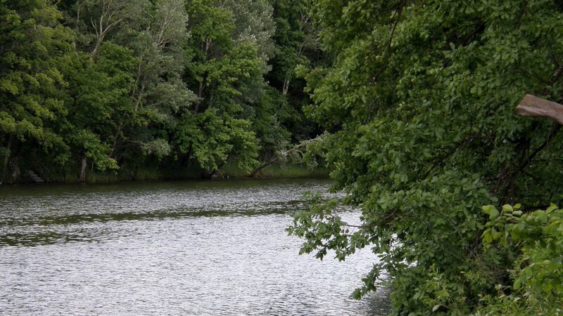 River surrounded by green trees