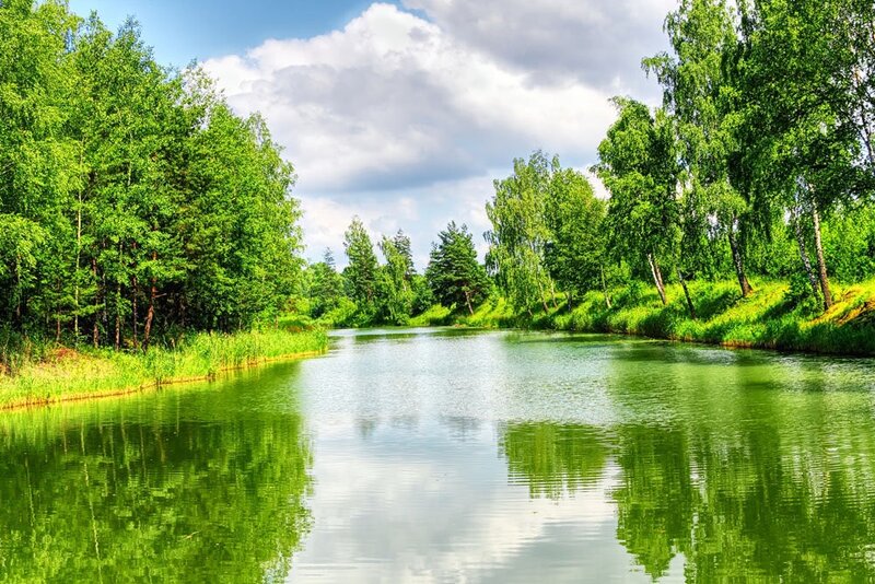 River surrounded by green trees