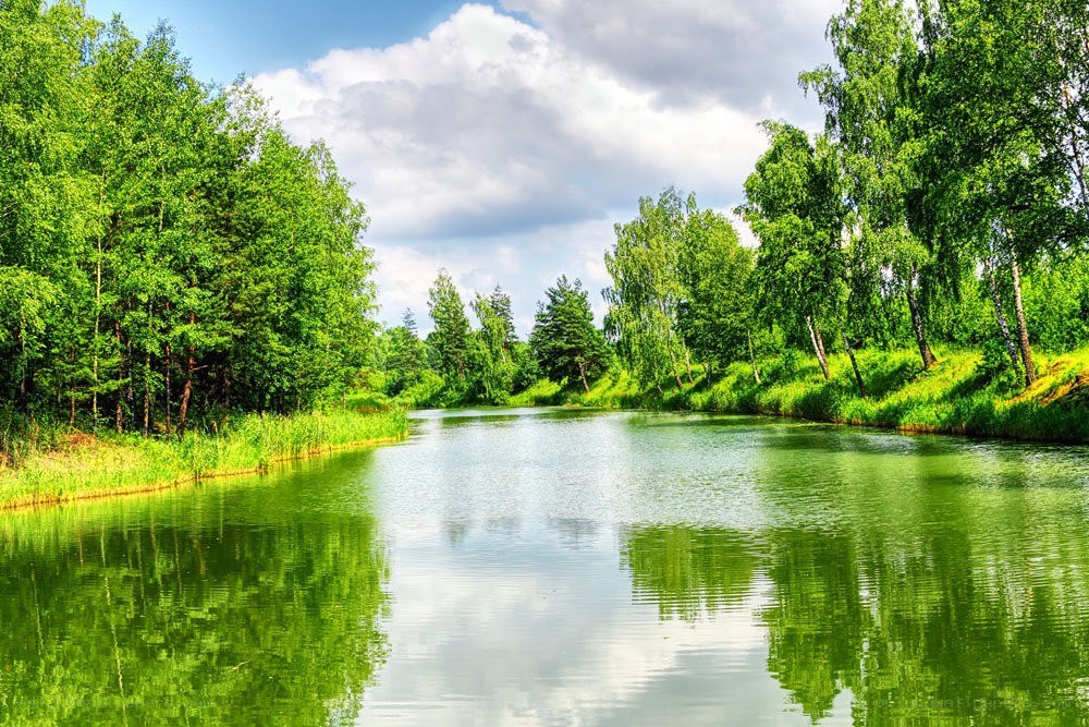 River surrounded by green trees