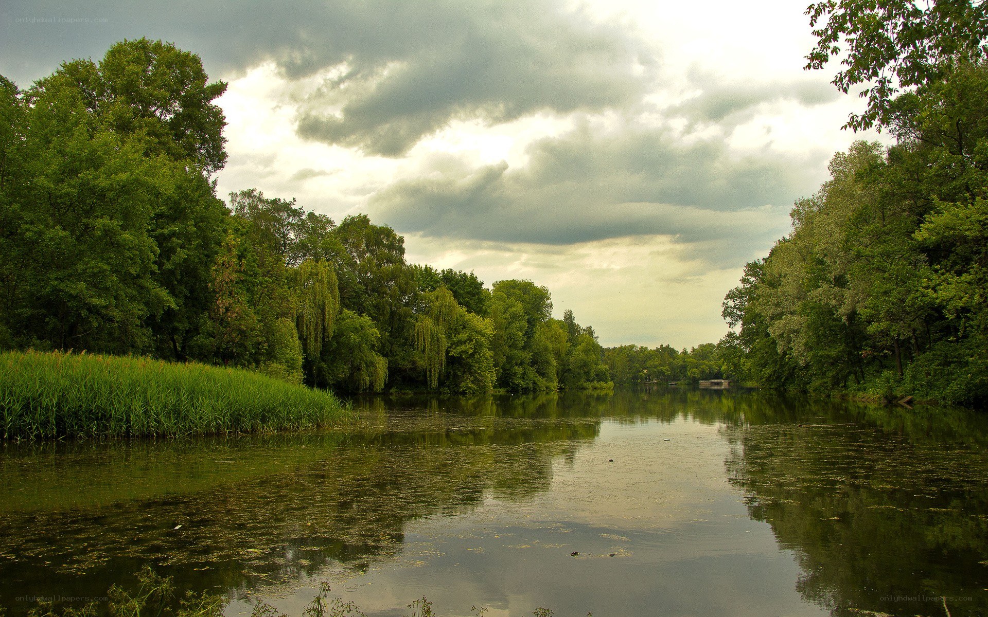 River surrounded by green trees