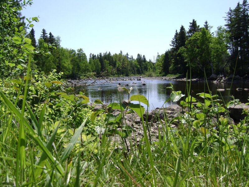 River surrounded by greenery