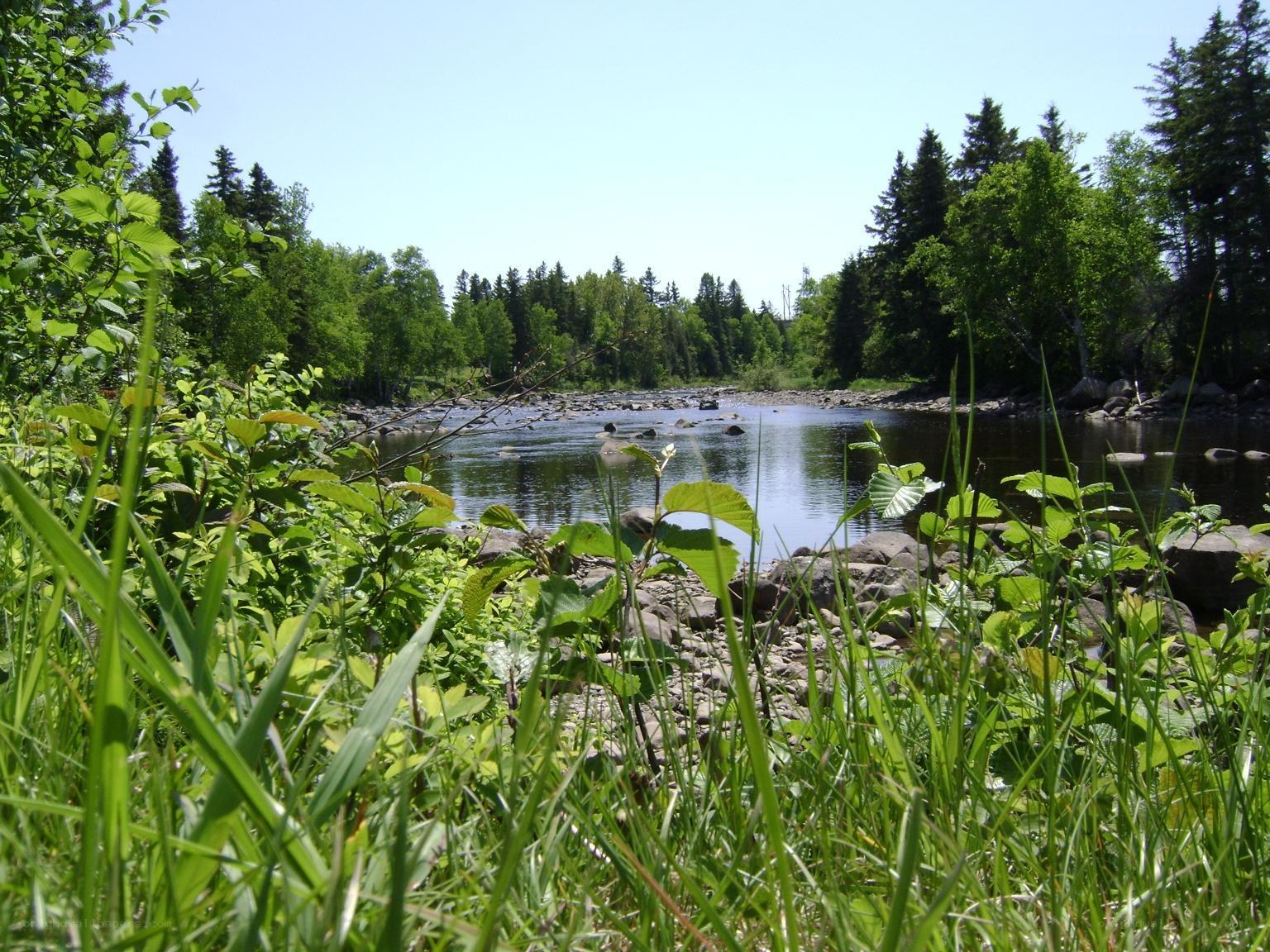 River surrounded by greenery