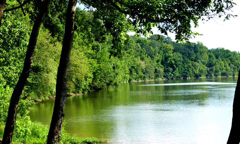 River surrounded by lush green trees