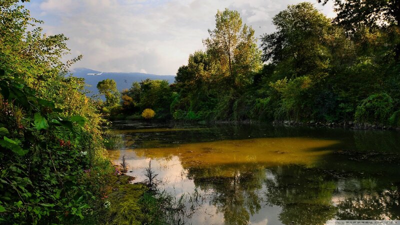 River surrounded by lush greenery