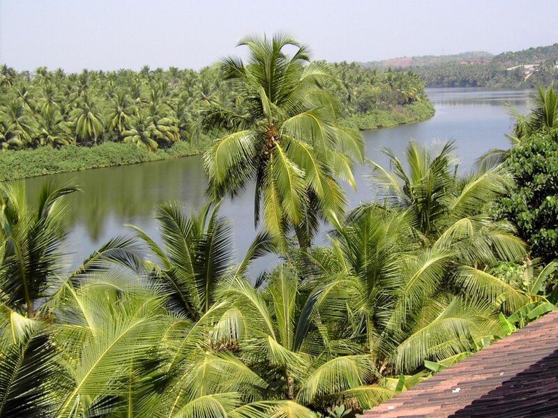 river surrounded by palm trees