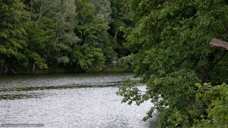 River surrounded by trees