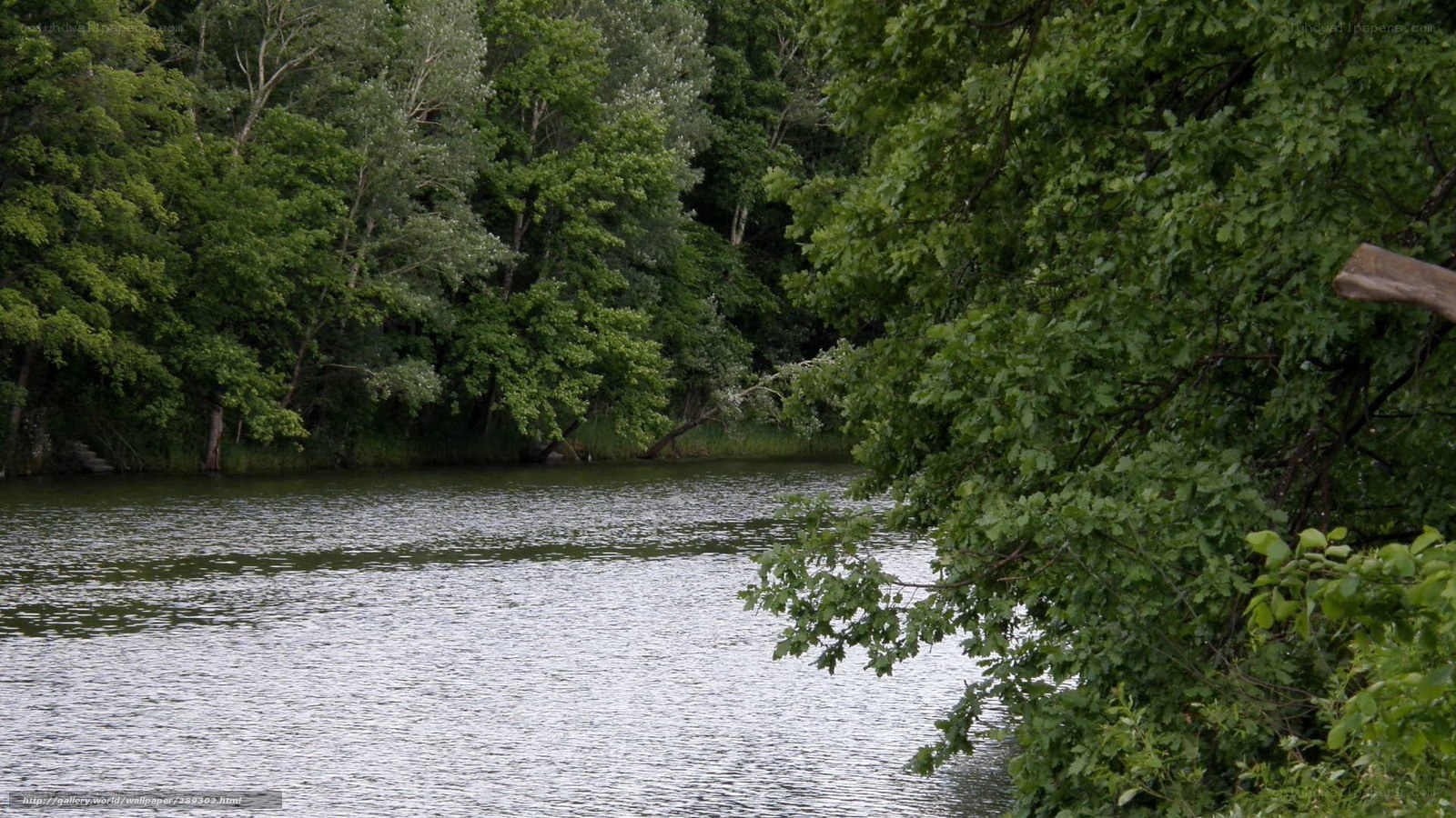 River surrounded by trees