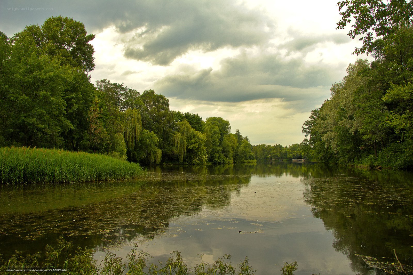 River surrounded by trees