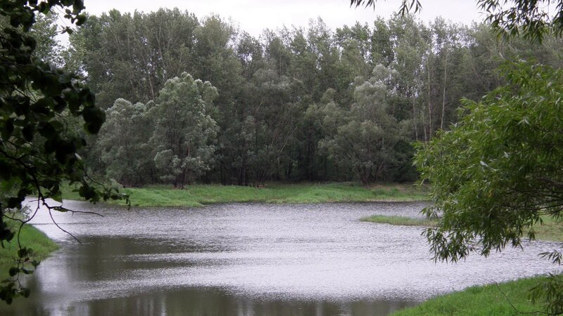river surrounded by trees