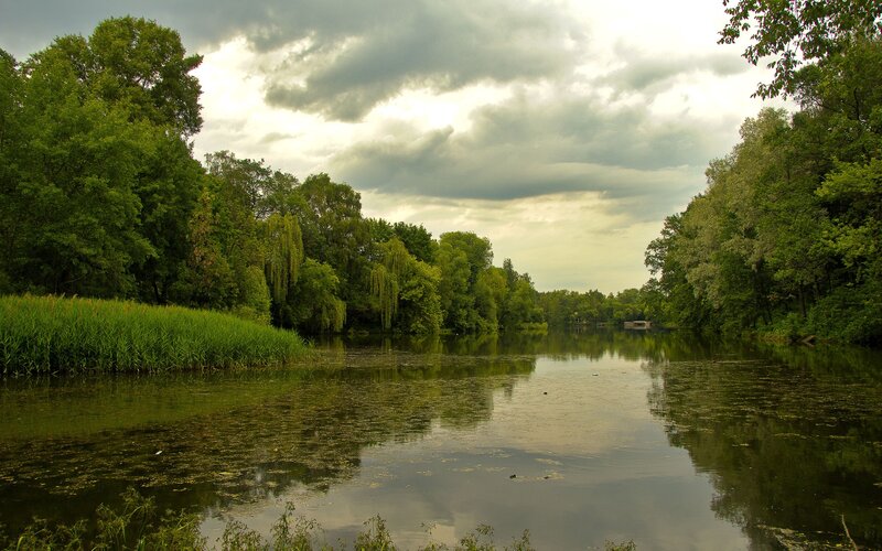 River surrounded by trees