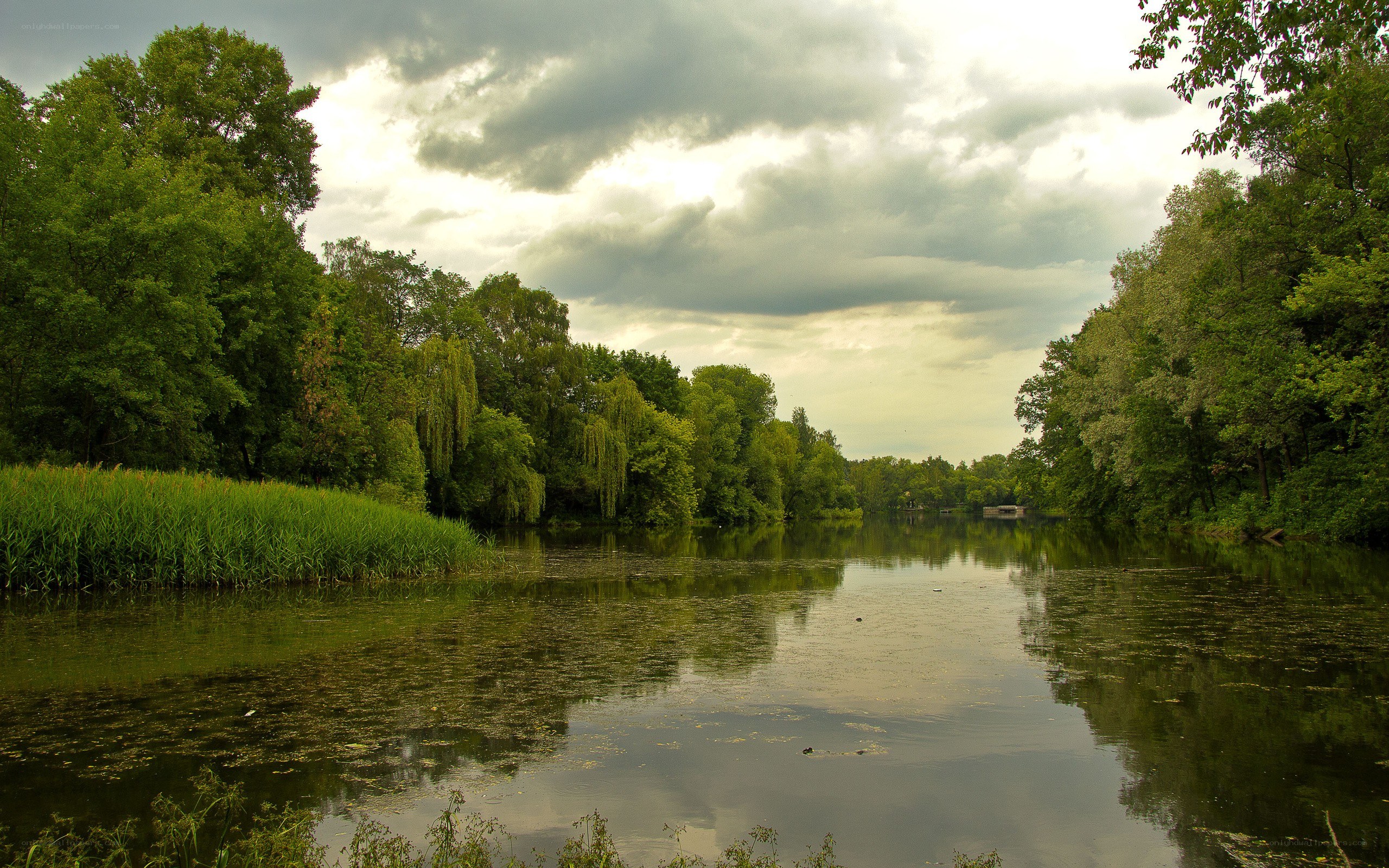 River surrounded by trees
