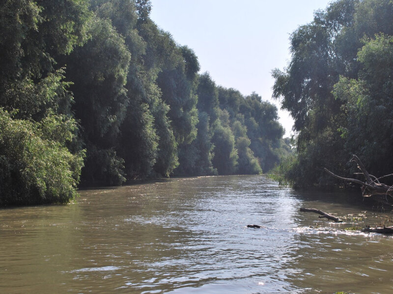 river surrounded by trees