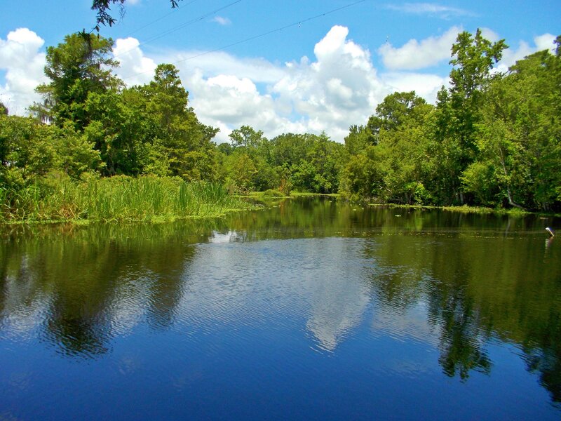 River Surrounded by Trees — Blue, Serene