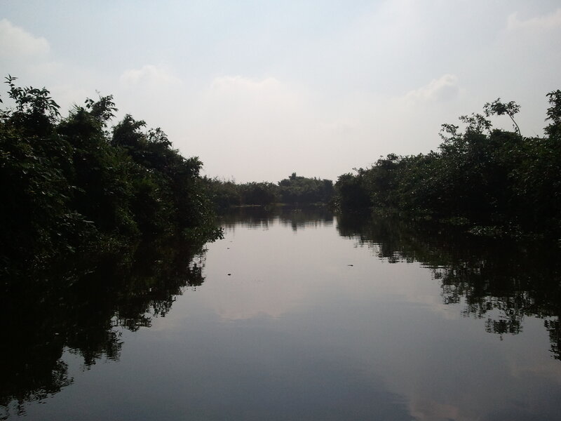River Surrounded by Trees — Green, Calm