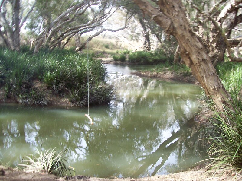 River Swing in Forest