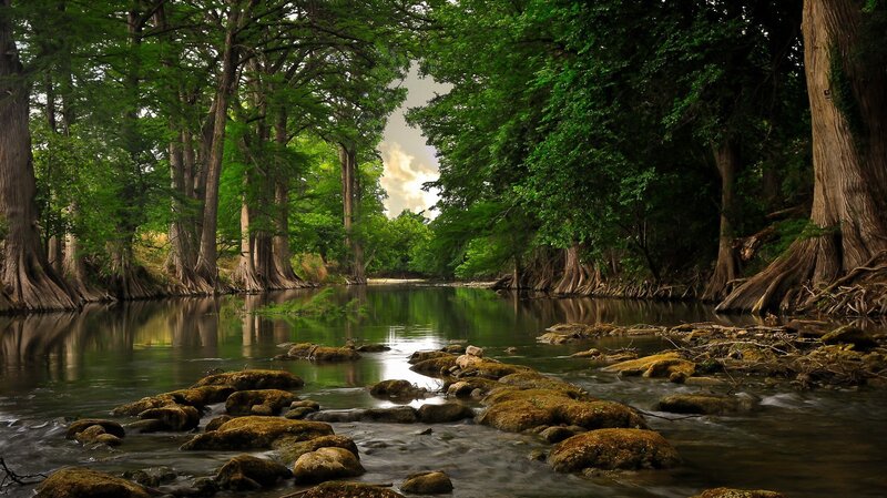 River through a cypress forest