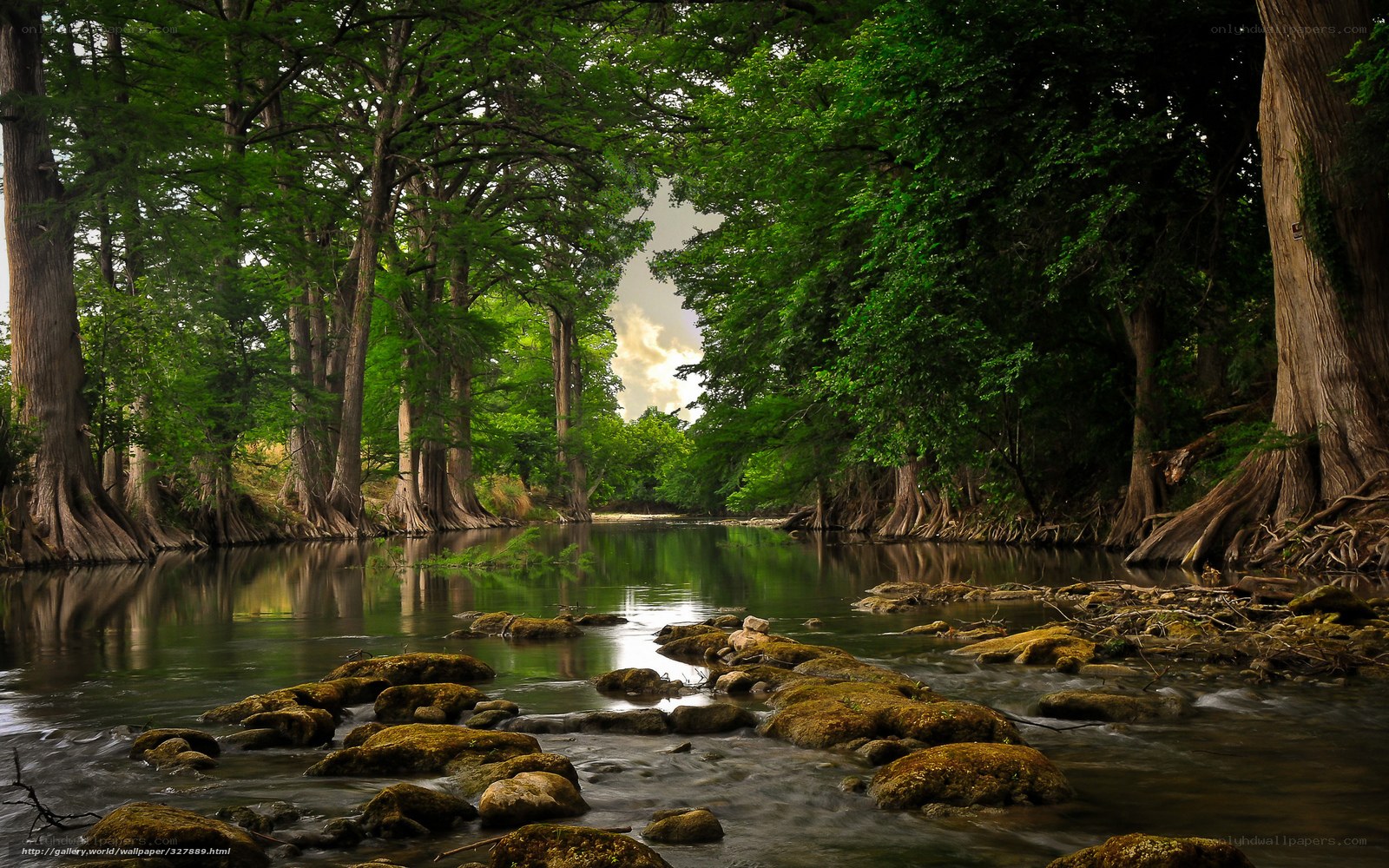 River through a cypress forest