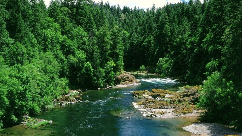 River through a dense forest