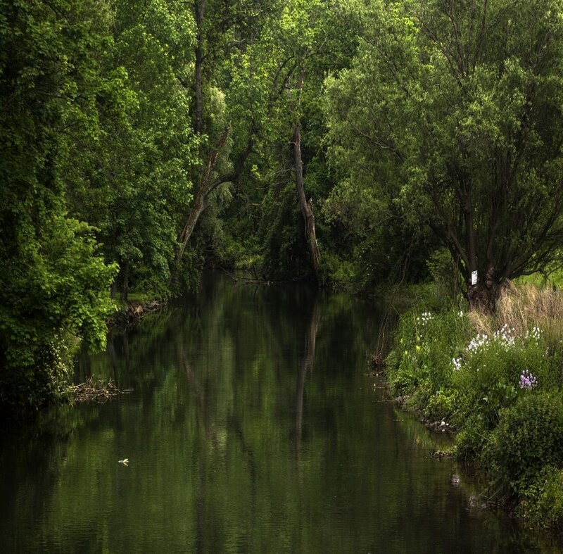 River through a forest