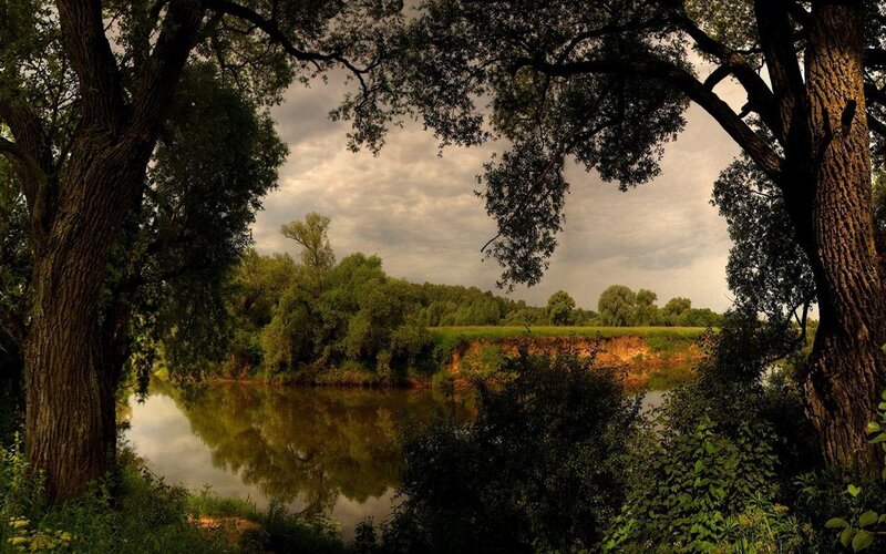 River through a forest