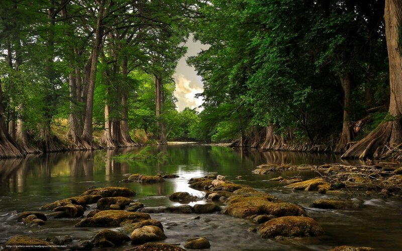 River through a forest