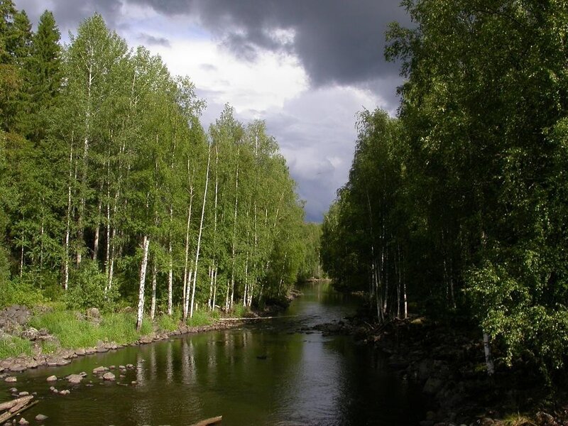 River through a forest