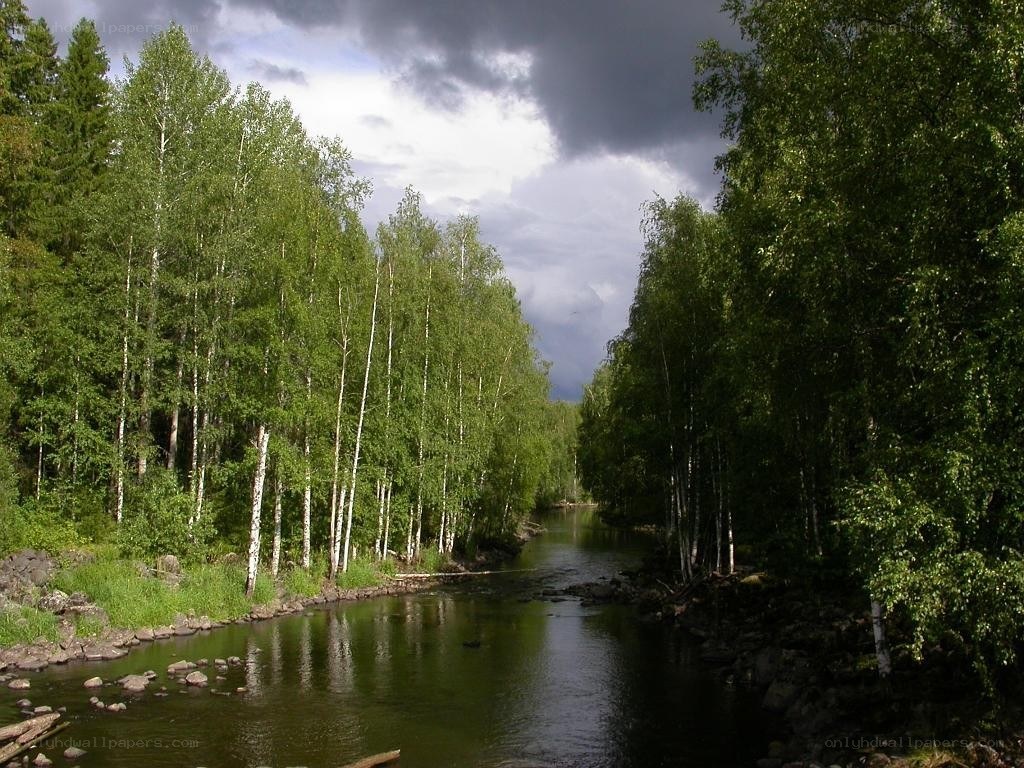 River through a forest
