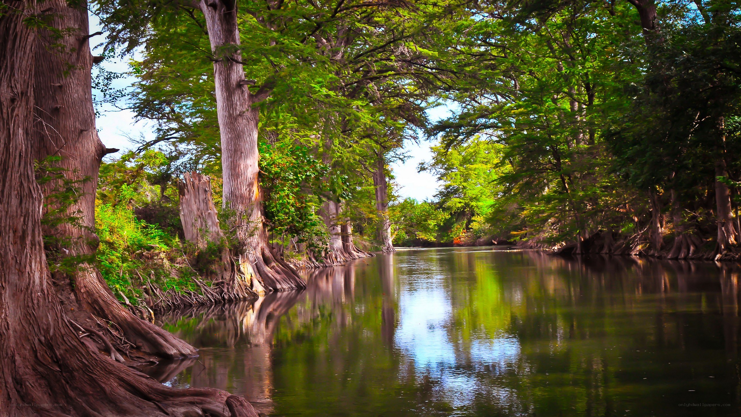 River through a forest