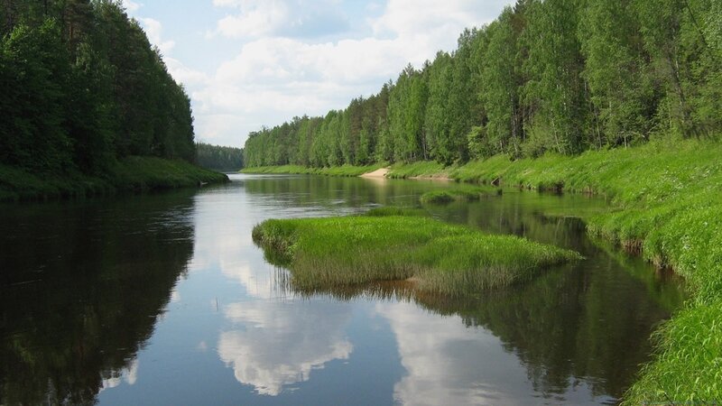River through a forest landscape
