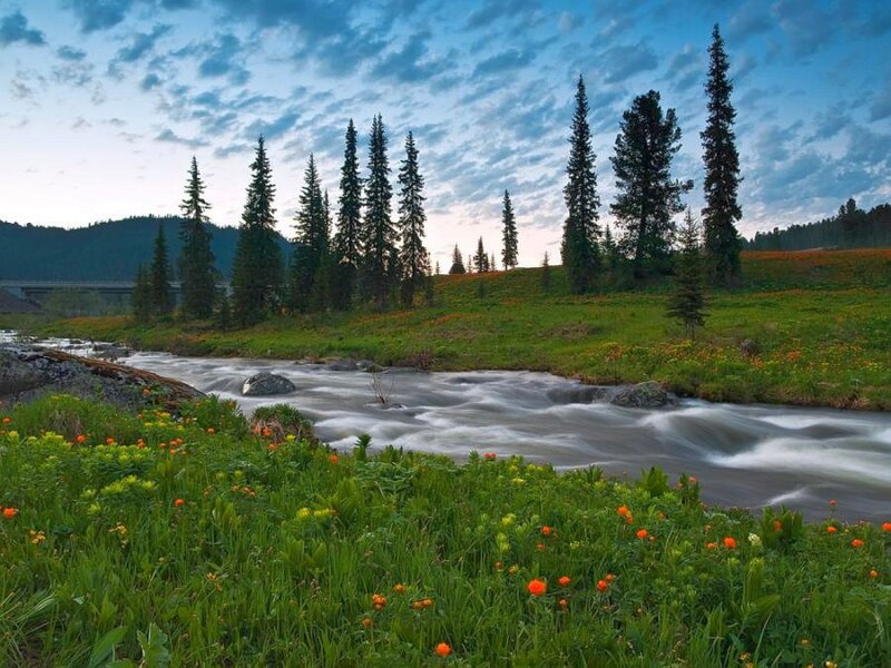 River through a forest meadow