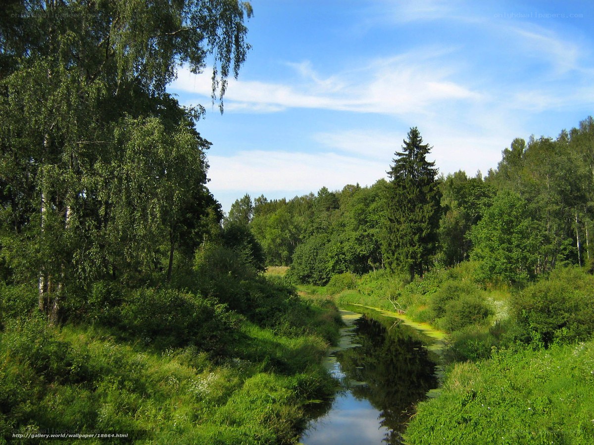River through a forest