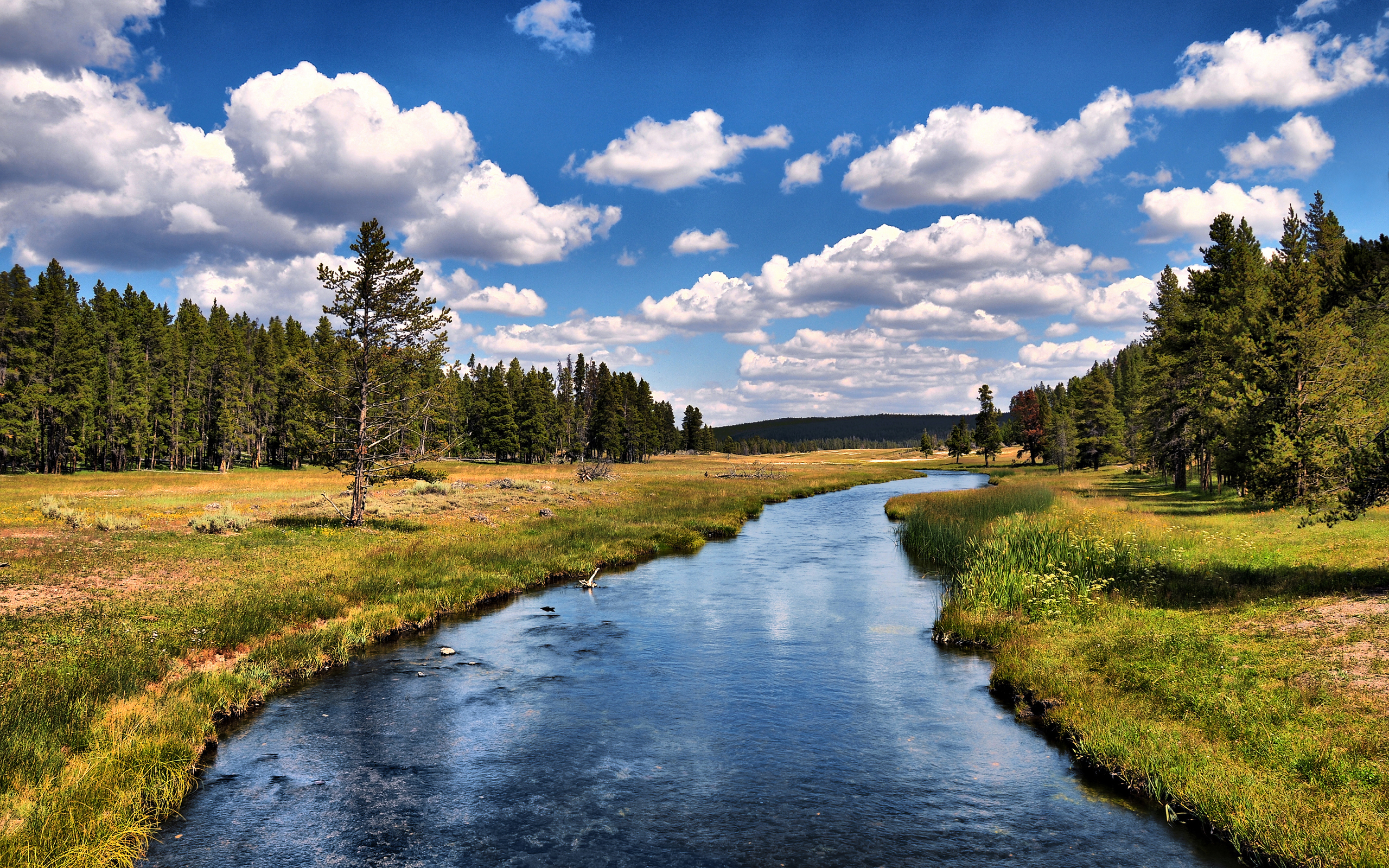 River through a forested meadow