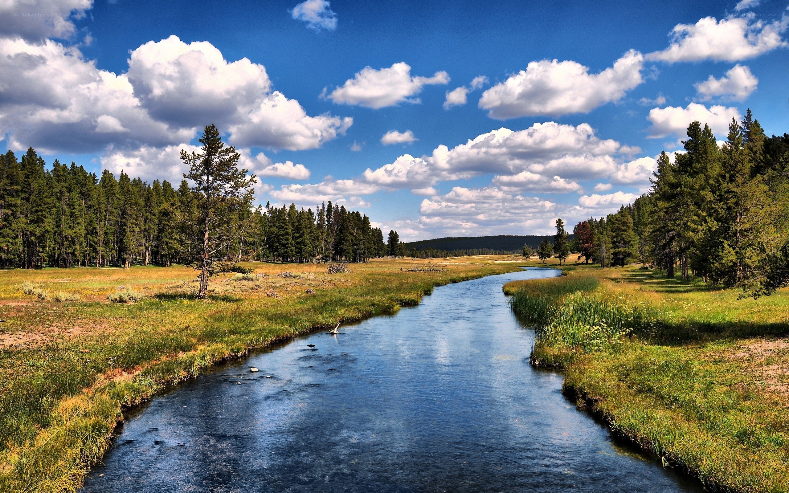 River through a forested valley
