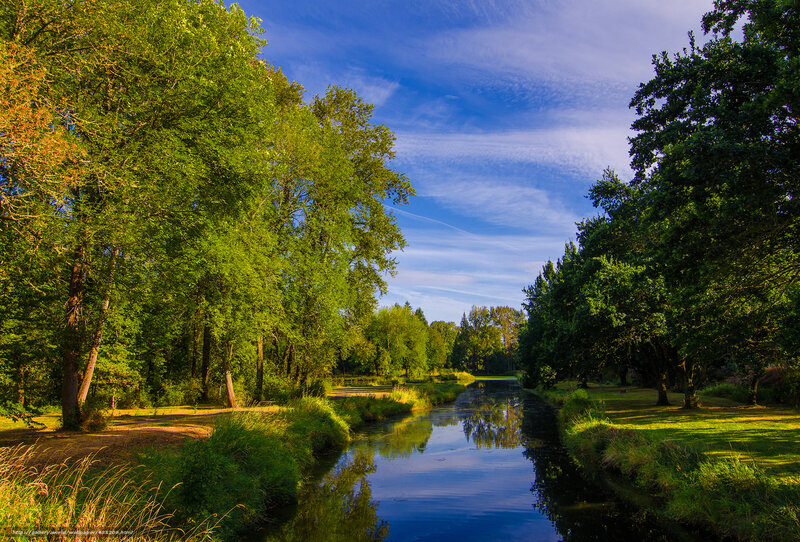 River through a green forest