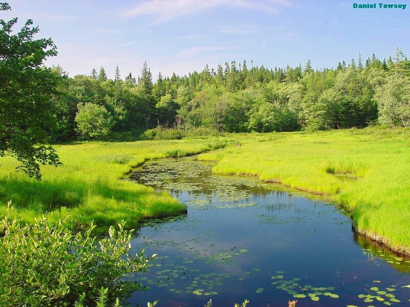 River through a green meadow