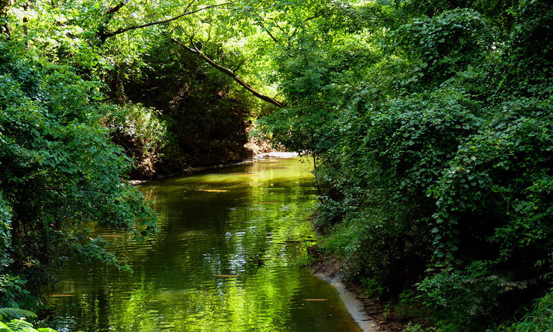River through a lush forest