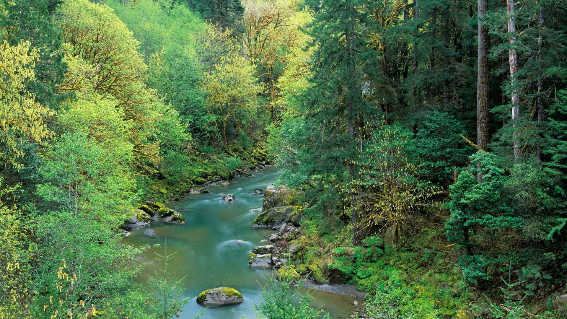 River through a lush forest