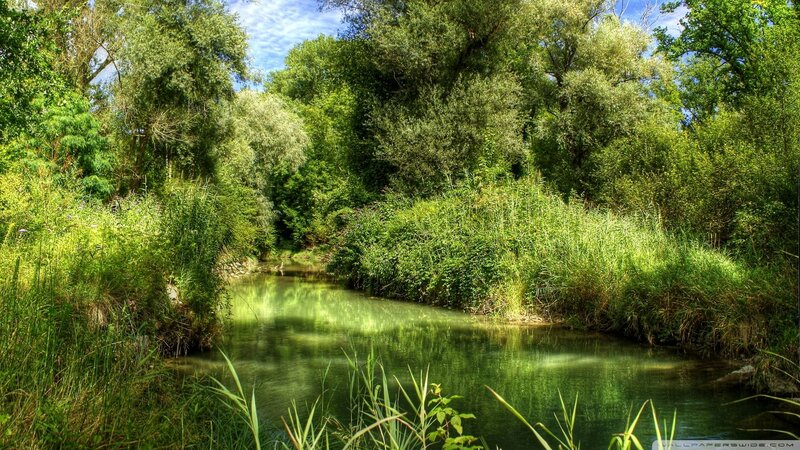 River through a lush forest