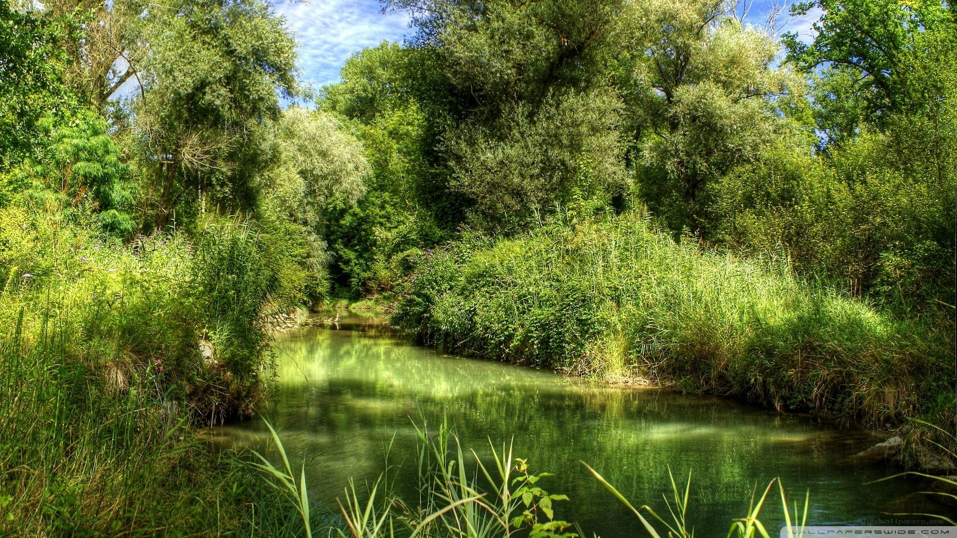 River through a lush forest