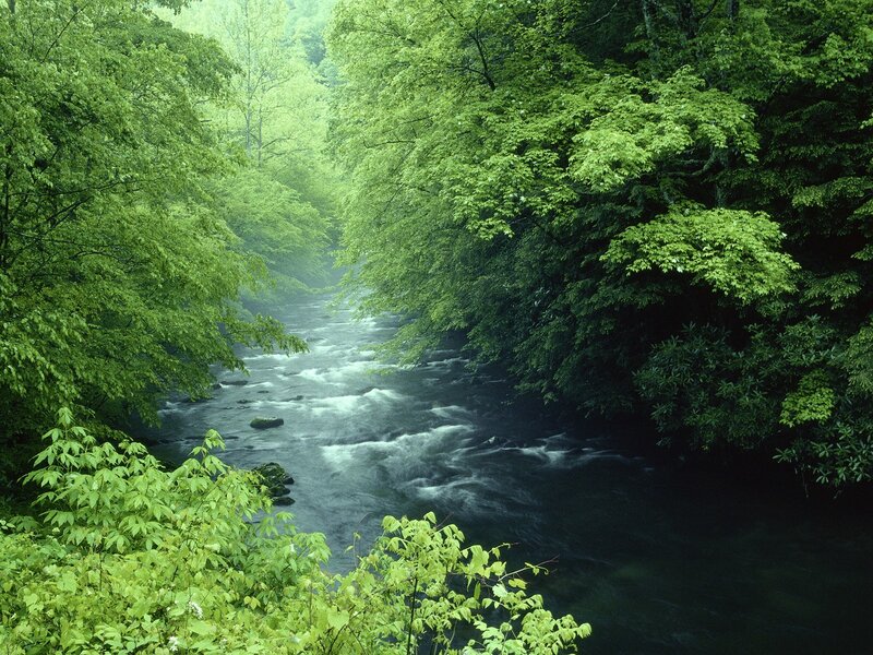 River through a lush forest