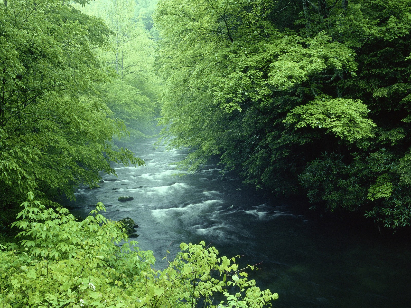 River through a lush forest