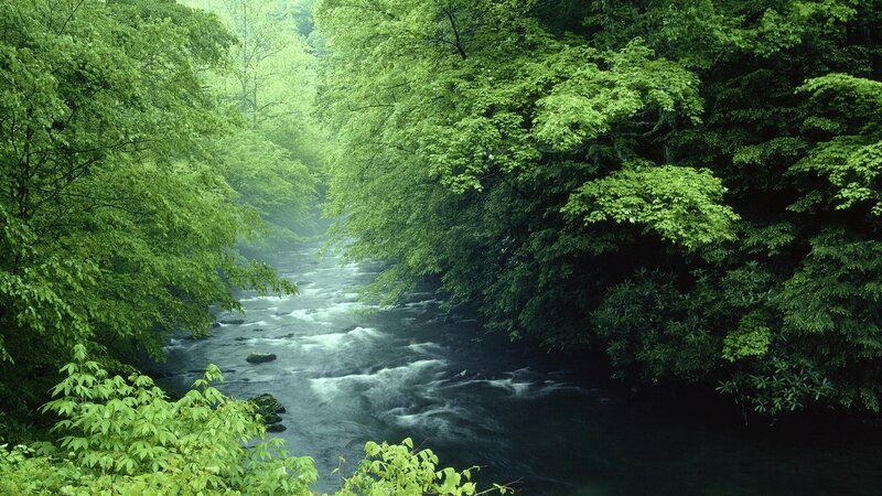 River through a lush forest